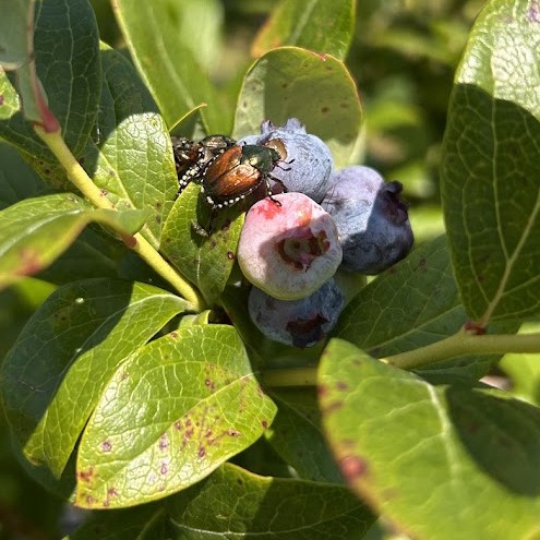 A Japanese beetle feeds on blueberry fruit.&nbsp;